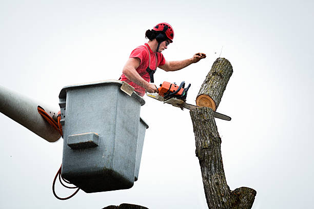 Best Tree Health Inspection  in Silver Lake, FL